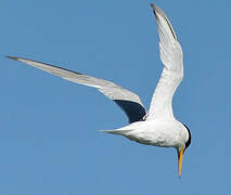 Little Tern