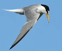 Little Tern