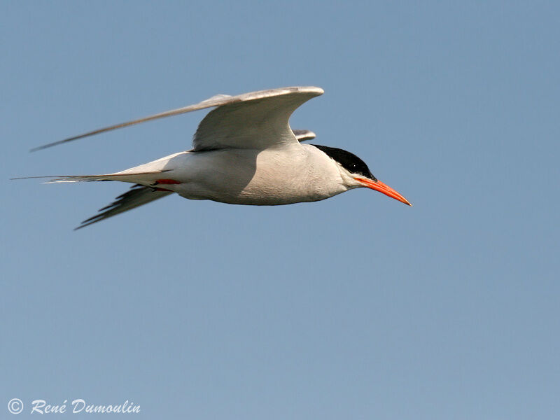 Common Ternadult, Flight