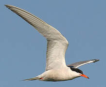 Common Tern