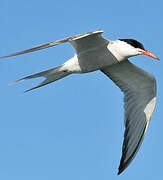 Common Tern