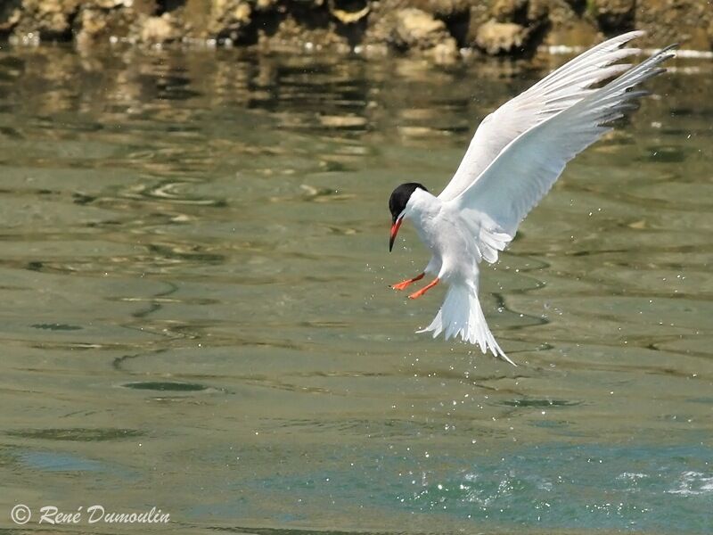 Common Ternadult, identification, Flight, Behaviour