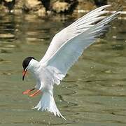 Common Tern