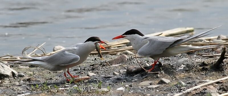 Common Tern adult, identification, Behaviour