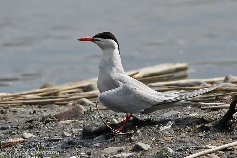 Common Ternadult, identification