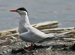 Common Tern