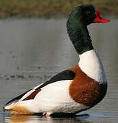 Common Shelduck