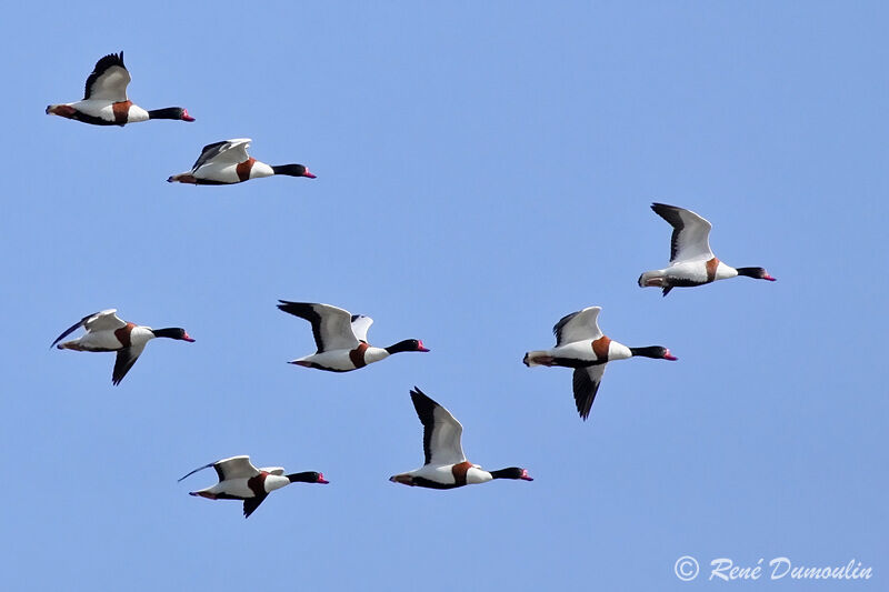 Common Shelduckadult, Flight