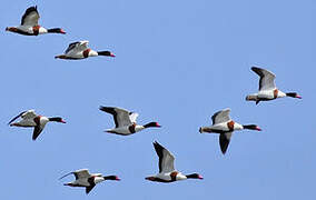 Common Shelduck