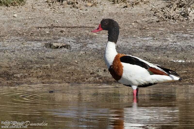 Common Shelduck male, identification