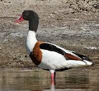 Common Shelduck