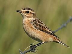 Whinchat