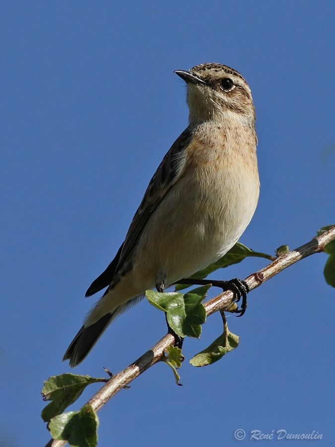 WhinchatFirst year, identification