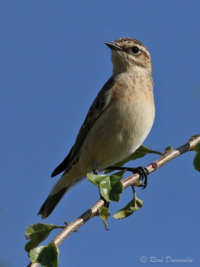 Tarier des prés1ère année, identification