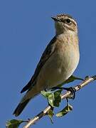 Whinchat