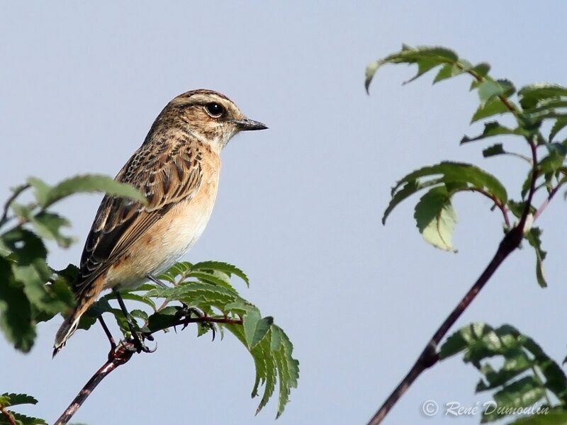 Tarier des présimmature, identification