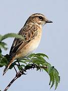 Whinchat