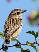 Whinchat