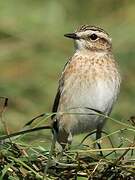 Whinchat