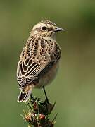 Whinchat