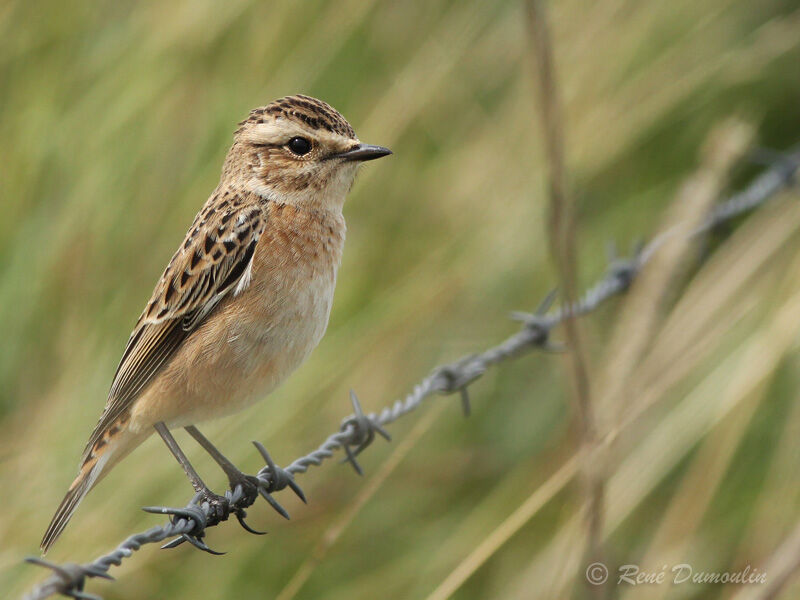 Whinchatjuvenile, identification