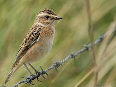 Whinchat