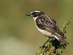 Whinchat