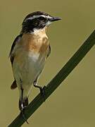 Whinchat