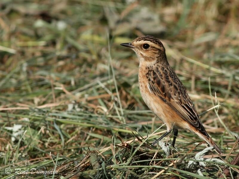 Tarier des présjuvénile, identification