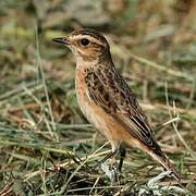 Whinchat