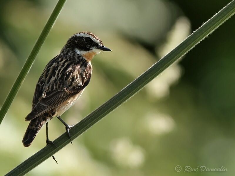 Whinchat male adult breeding, identification