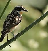 Whinchat