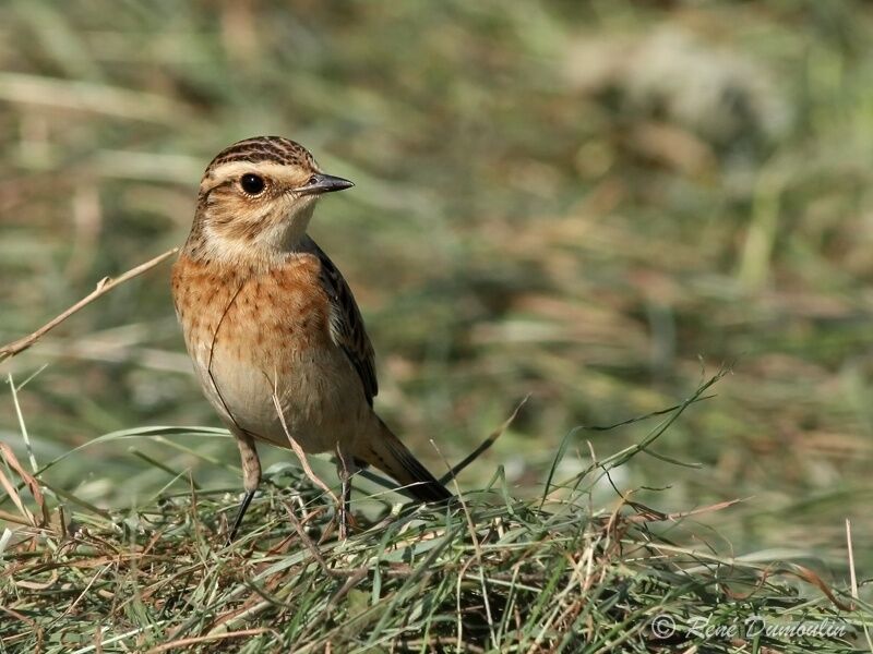 Whinchatjuvenile, identification