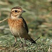 Whinchat