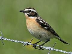 Whinchat