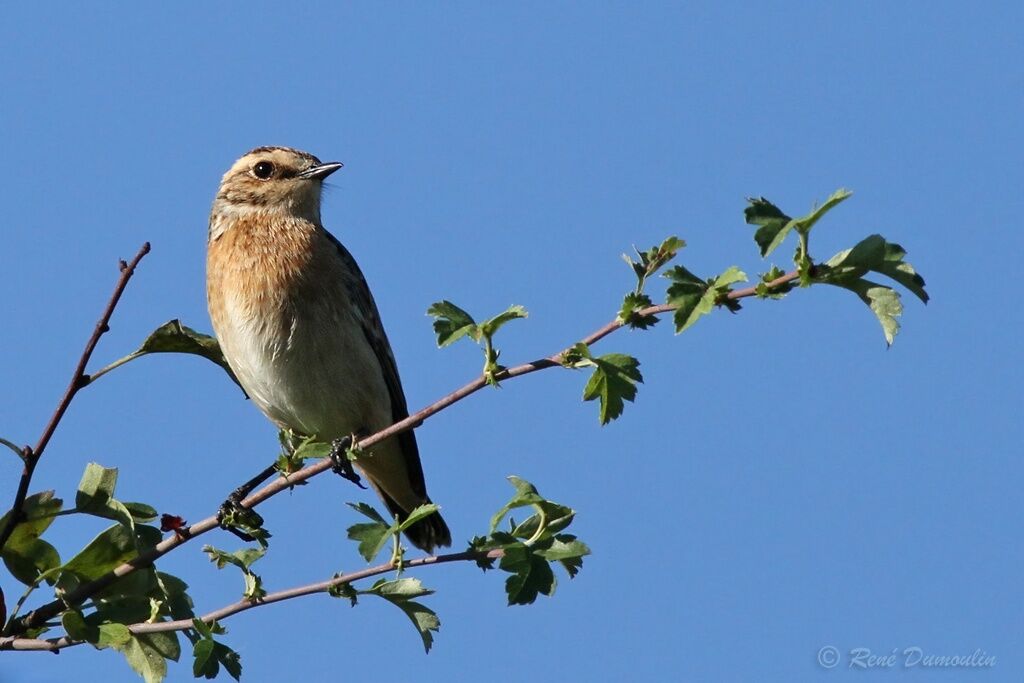 Tarier des prés1ère année, identification