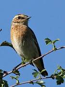 Whinchat