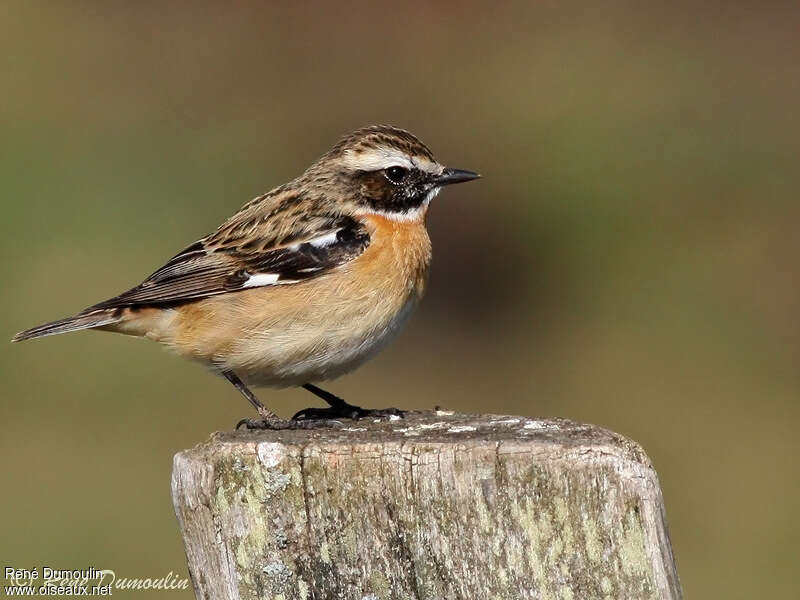 Whinchat male adult breeding, identification