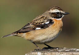 Whinchat