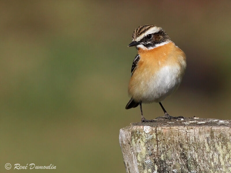 Whinchat male adult breeding, identification