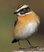 Whinchat