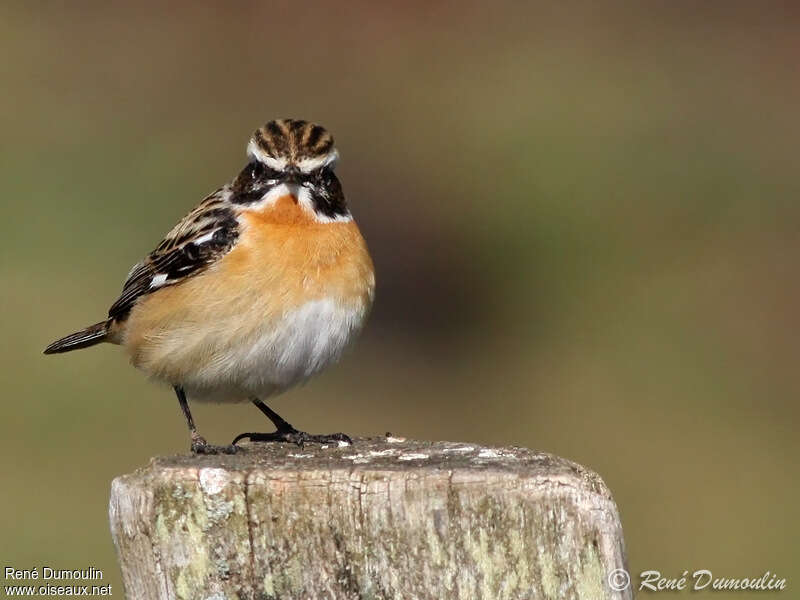 Whinchat male adult breeding, close-up portrait, pigmentation