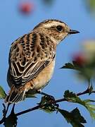 Whinchat