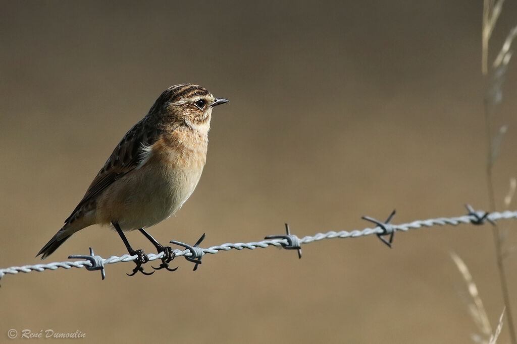 Tarier des prés1ère année, identification