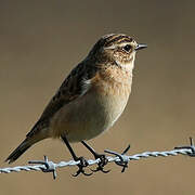 Whinchat