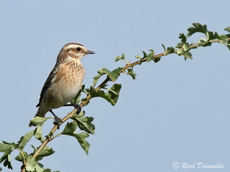 Tarier des présjuvénile, identification