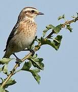 Whinchat