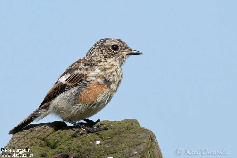 European Stonechat male First year, identification