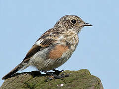 European Stonechat