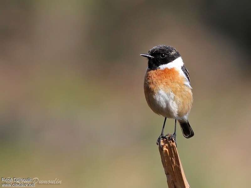 European Stonechat male adult breeding, identification